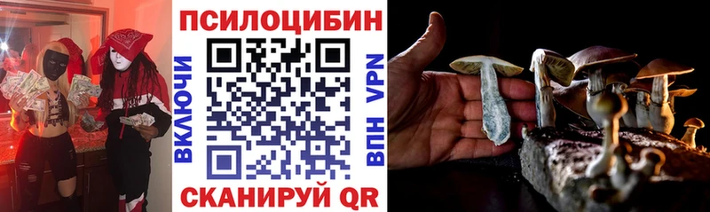 где продают   Тайга  kraken ТОР  Псилоцибиновые грибы Psilocybe 